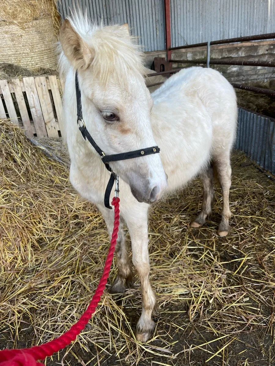 ✨Peanut✨ - Image 1