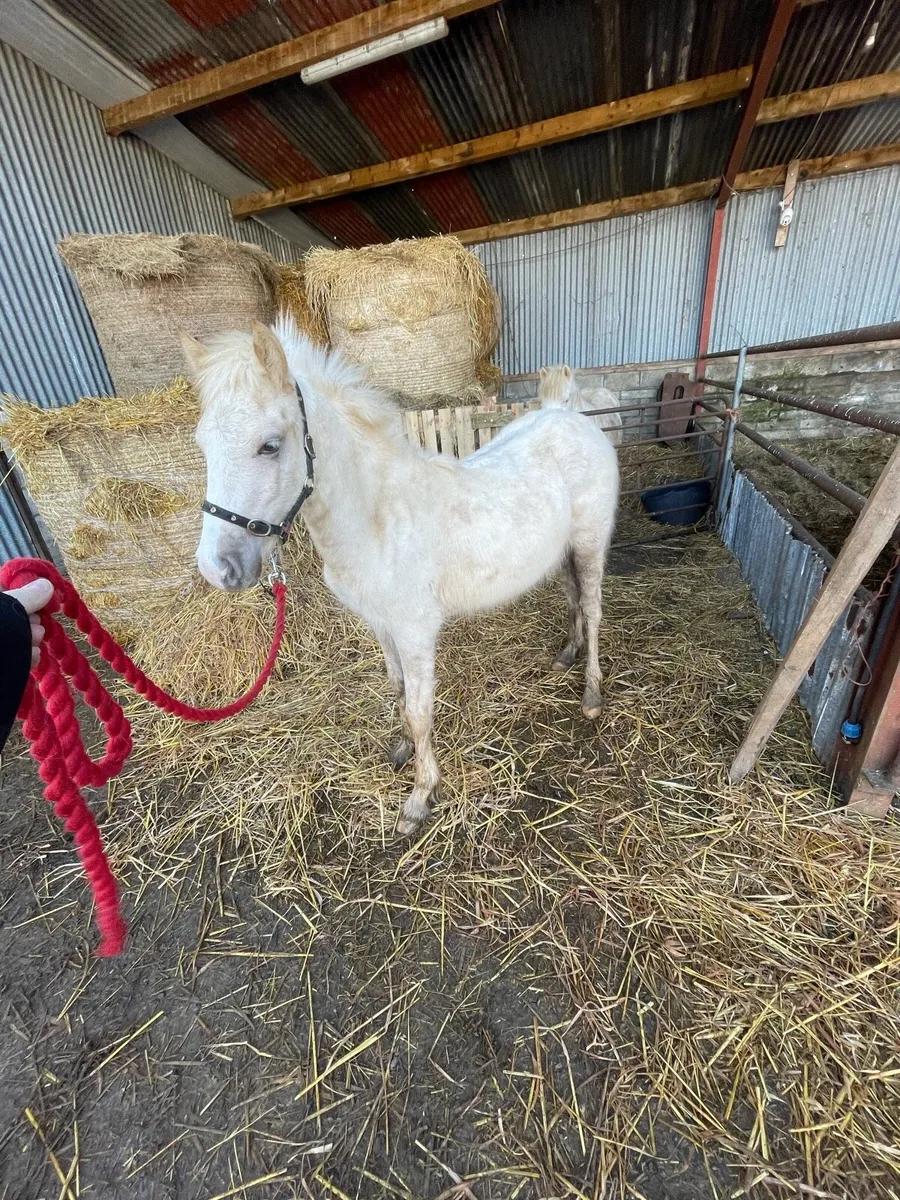 ✨Peanut✨ - Image 2