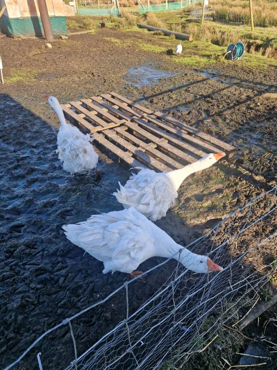 Sebastopol and roosters - Image 1