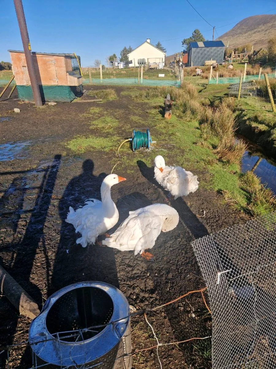 Sebastopol and roosters - Image 2