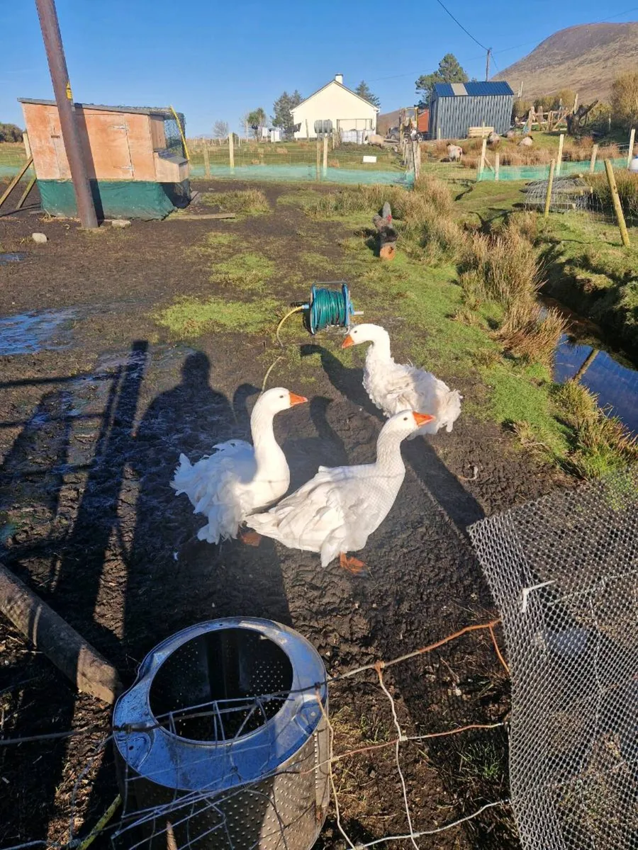 Sebastopol and roosters - Image 3