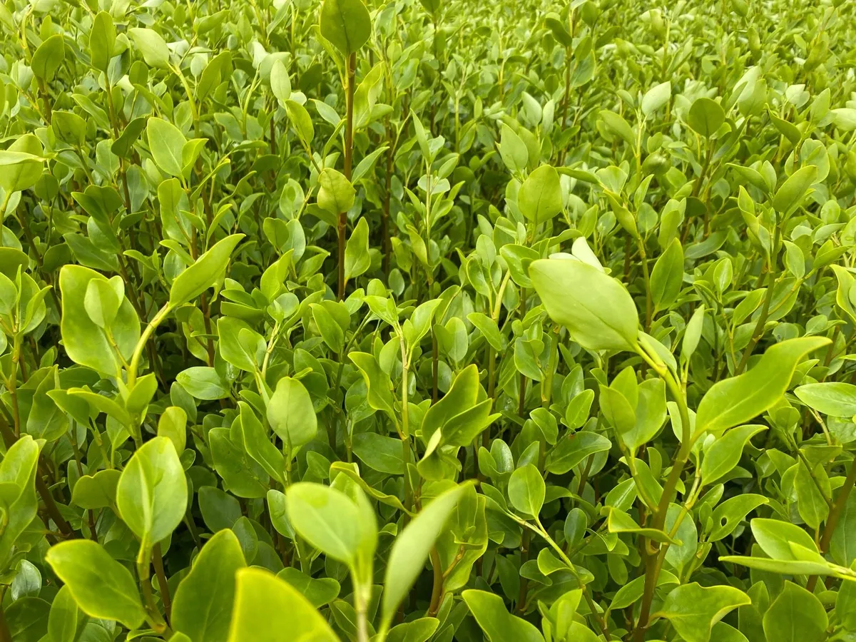 Griselinia hedging - Image 1