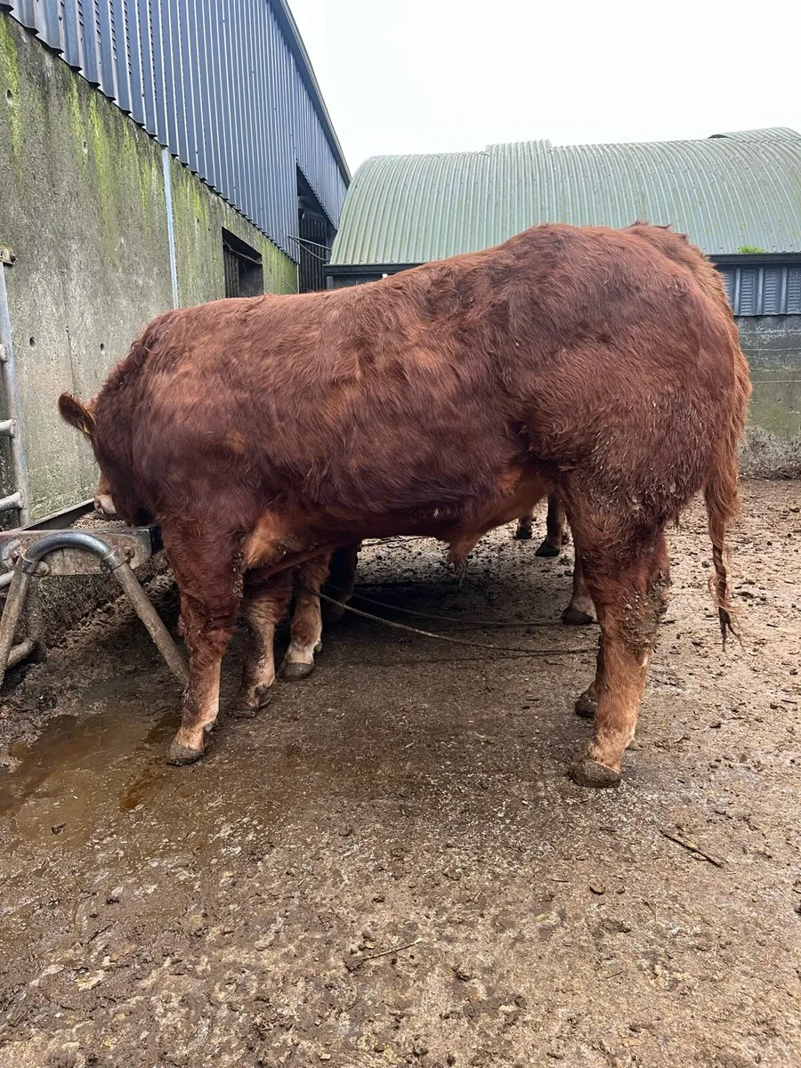 Pedigree Limousin bulls for sale - Image 3