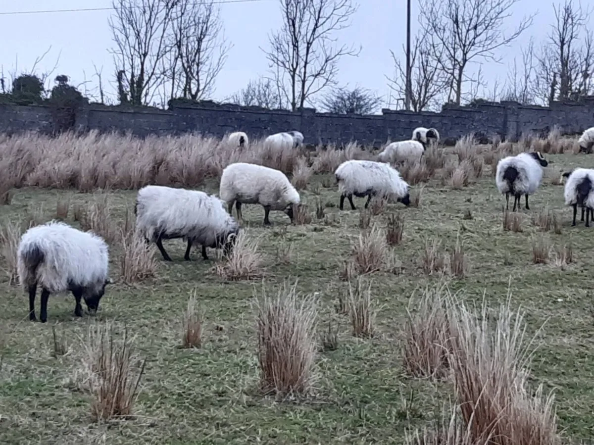 Ewes - Image 1