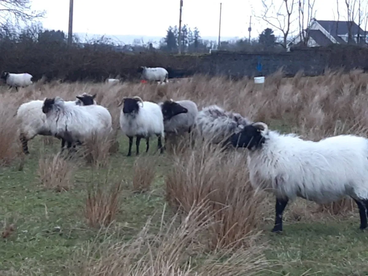 Ewes - Image 2