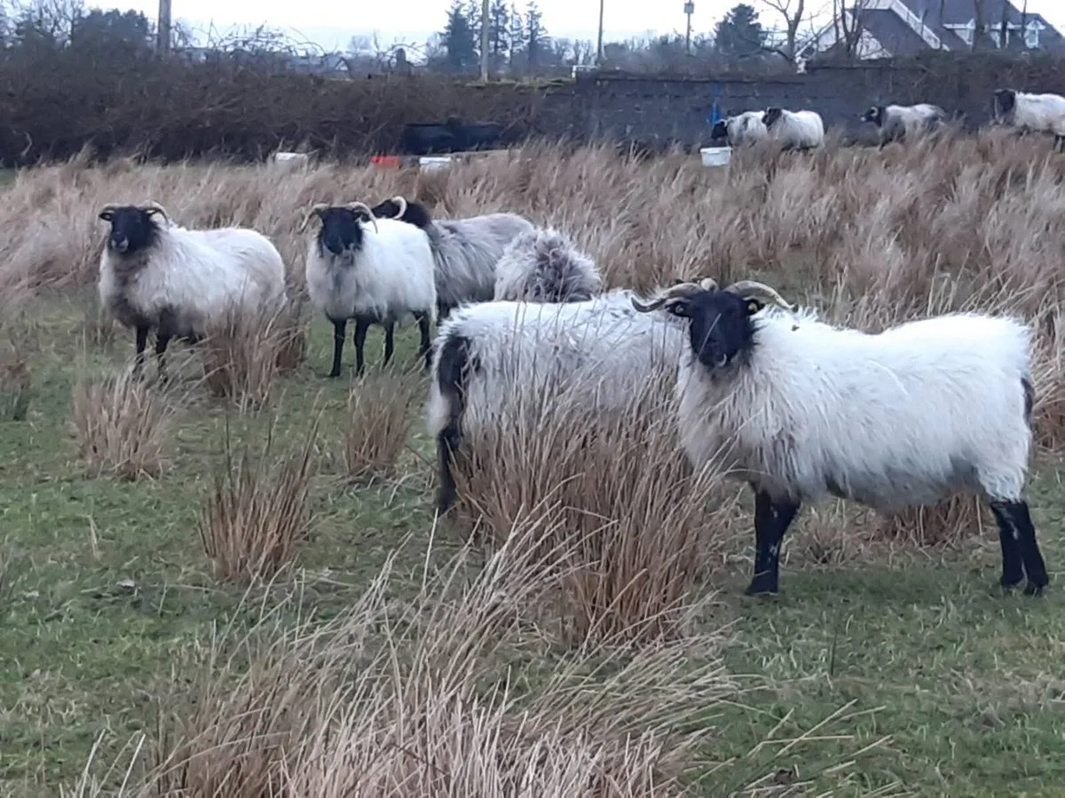 Ewes - Image 3