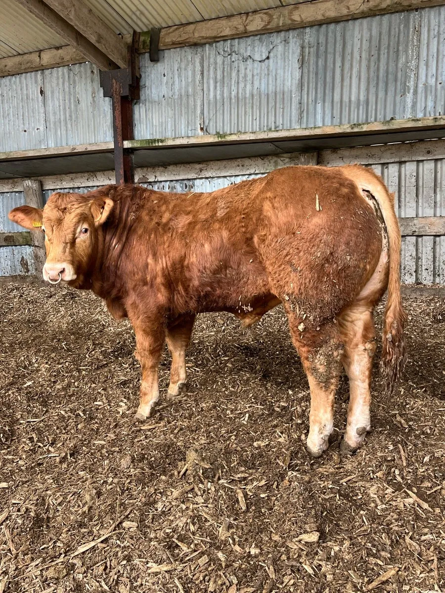 Two Pedigree Limousin bulls for sale easy calving - Image 4