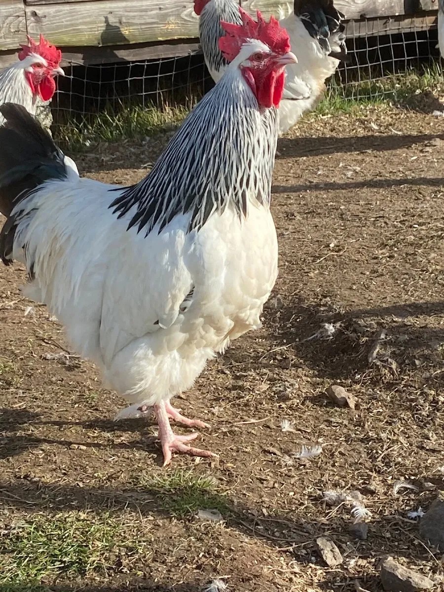 Top class Sussex - Image 1