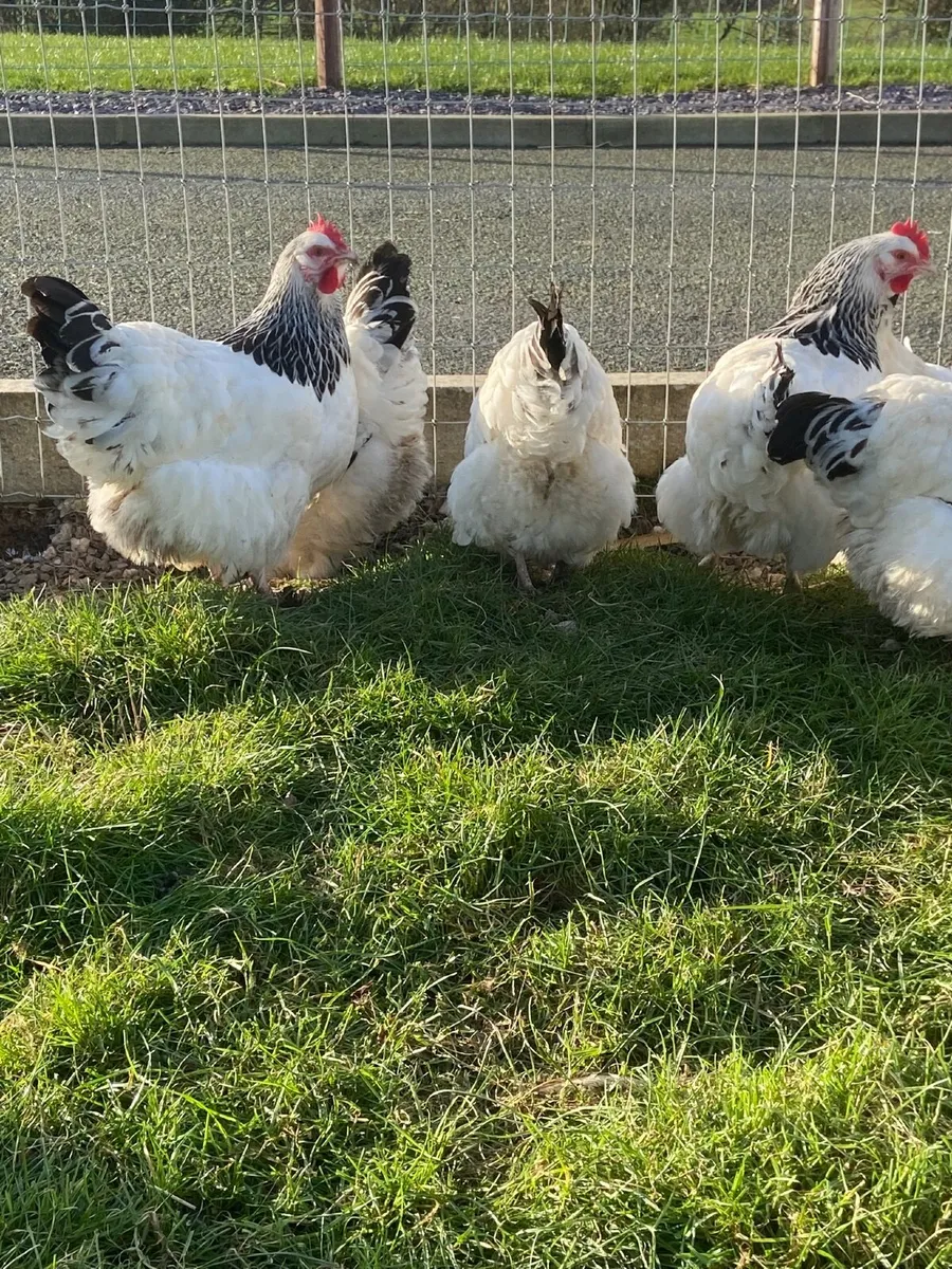 Top class Sussex - Image 4