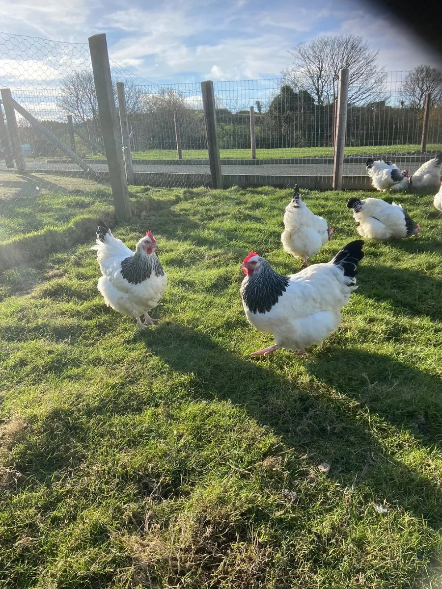 Top class Sussex - Image 2