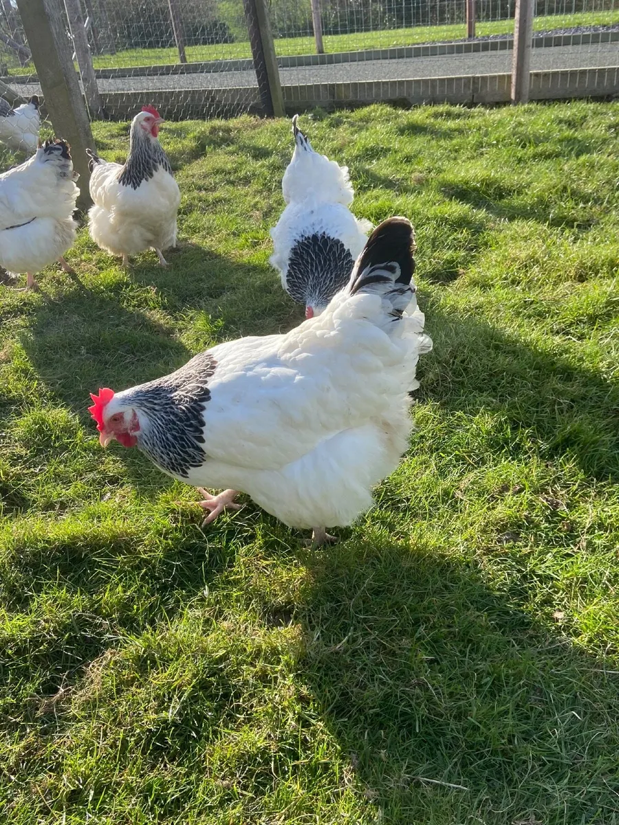 Top class Sussex - Image 3