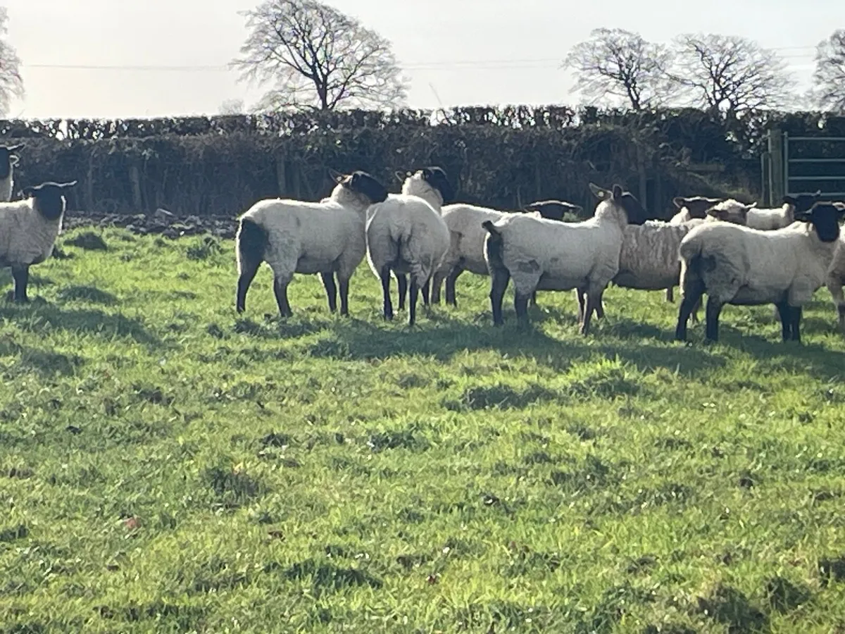 Inlamb ewe lambs - Image 1