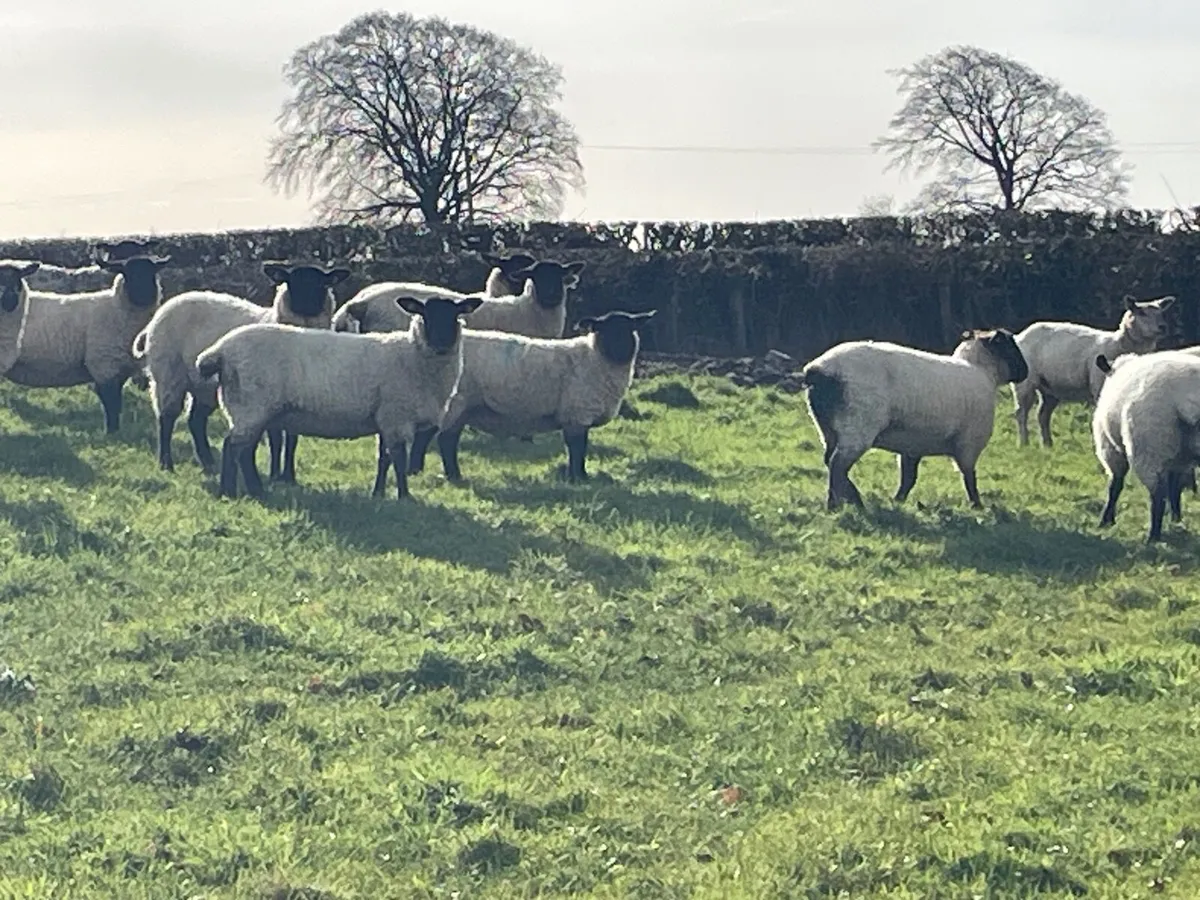 Inlamb ewe lambs - Image 3
