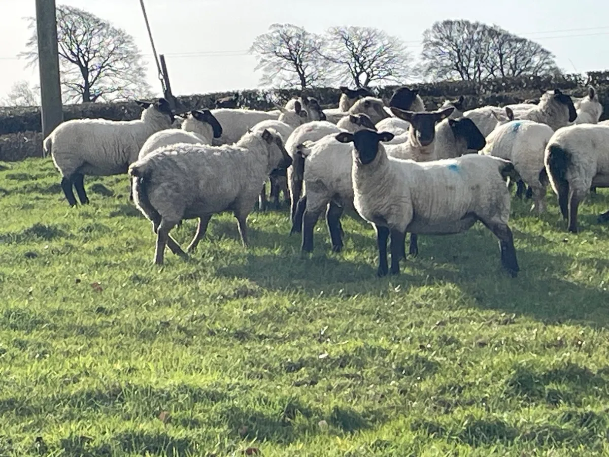 Inlamb ewe lambs - Image 2