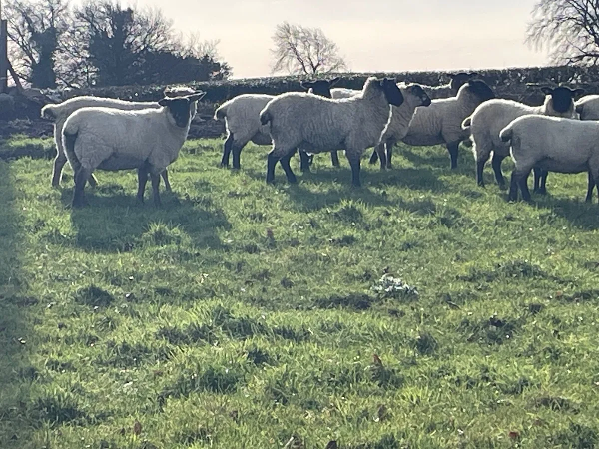 Inlamb ewe lambs - Image 4