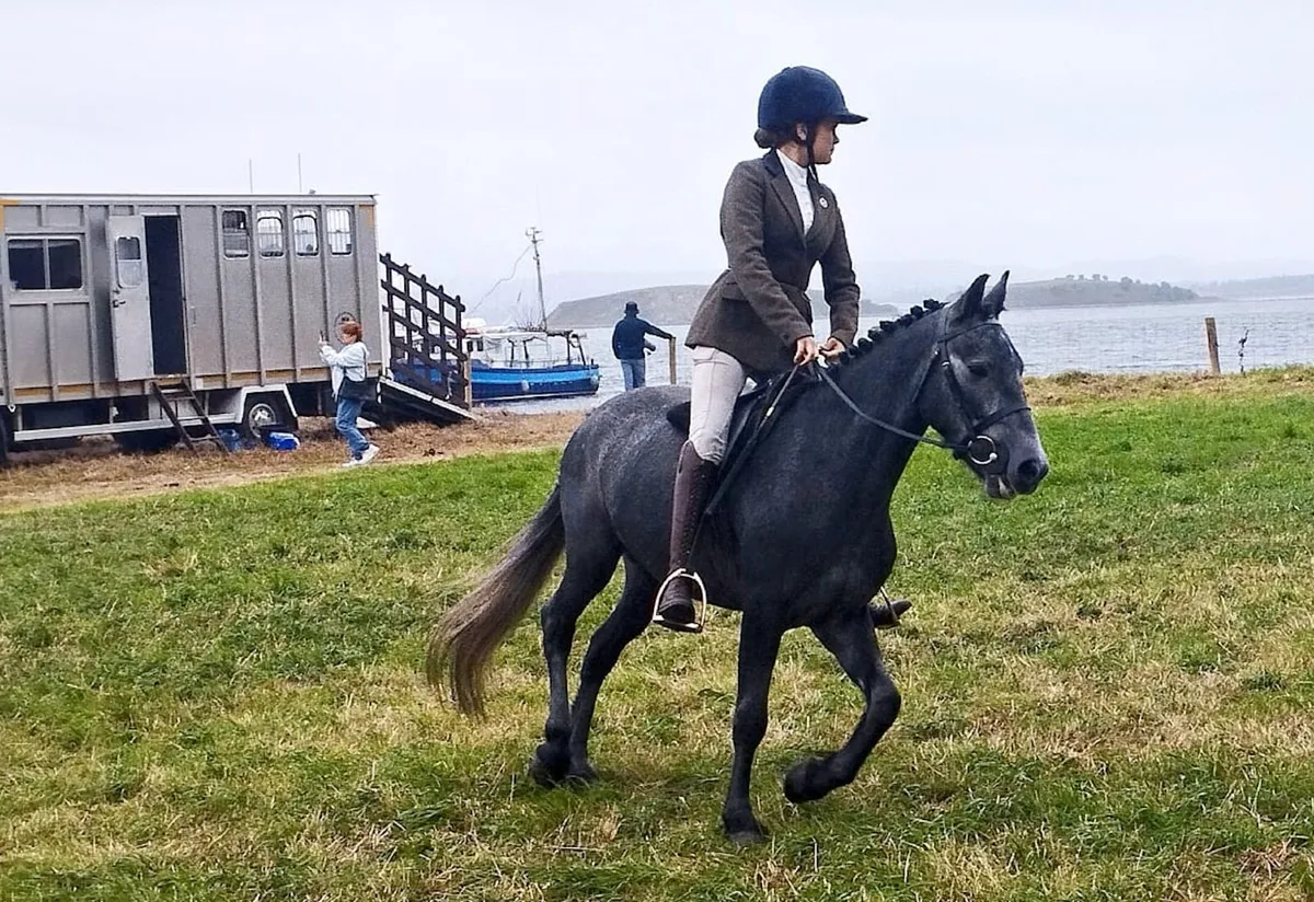 13'2 Connemara Pony - FANTASTIC PONY - Image 1