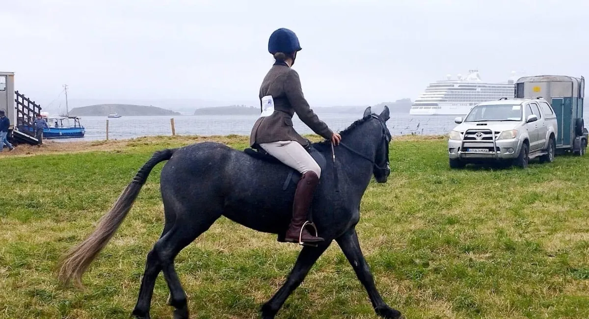 13'2 Connemara Pony - FANTASTIC PONY - Image 3