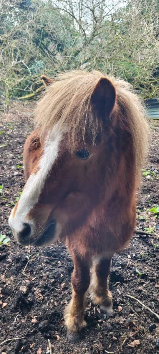 Shetland Stallion - Image 2