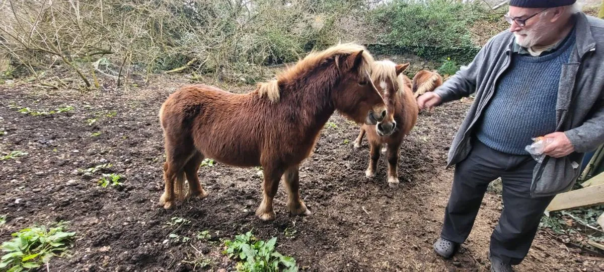 Shetland Stallion - Image 3