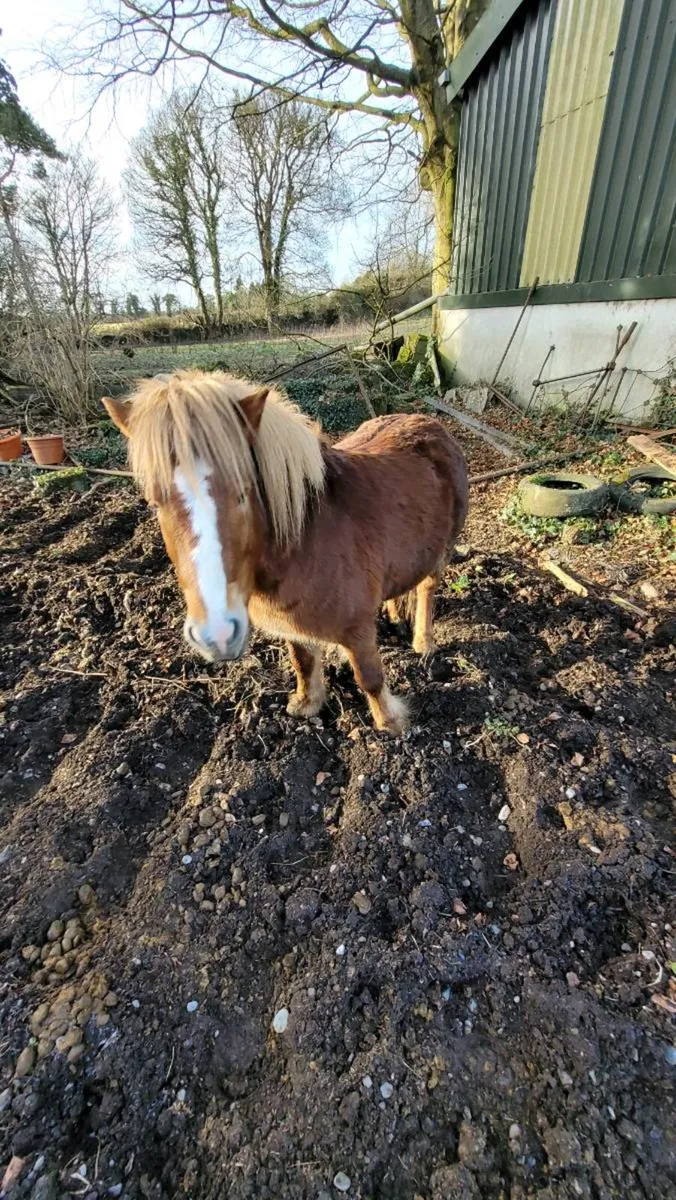 Shetland Stallion - Image 4