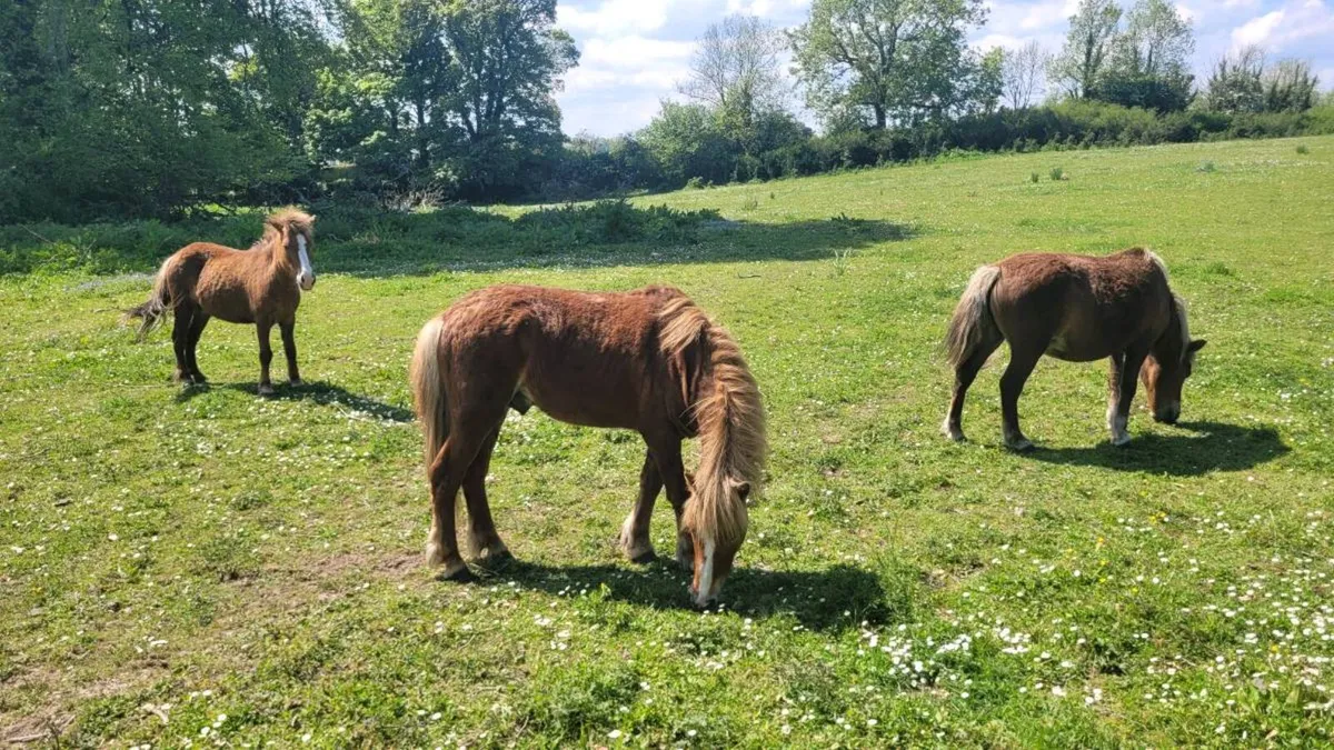 Shetland Stallion - Image 1