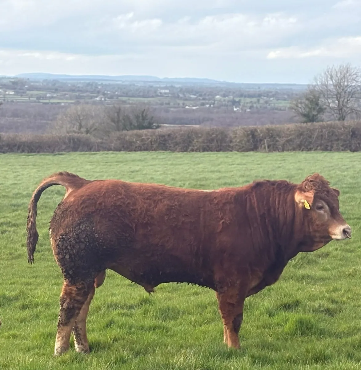 Limousin bull - Image 1