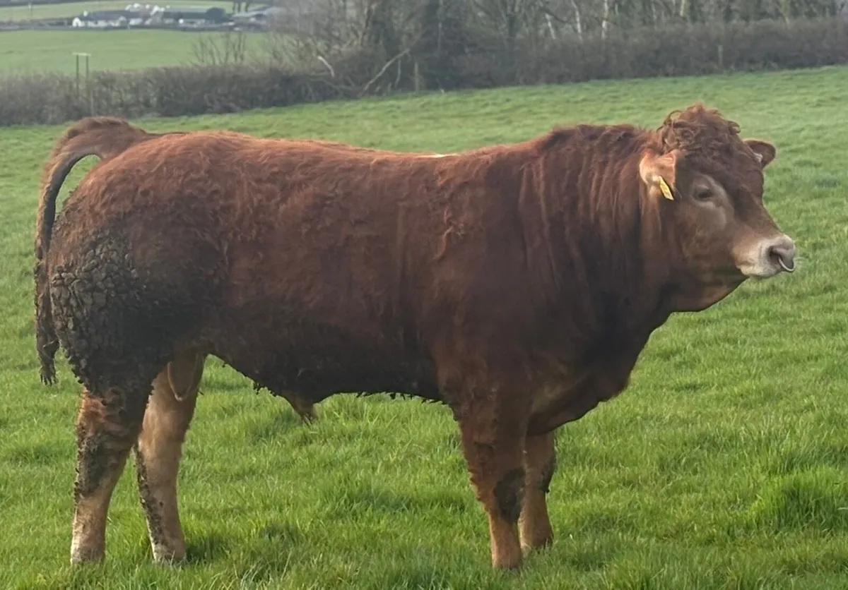 Limousin bull - Image 4