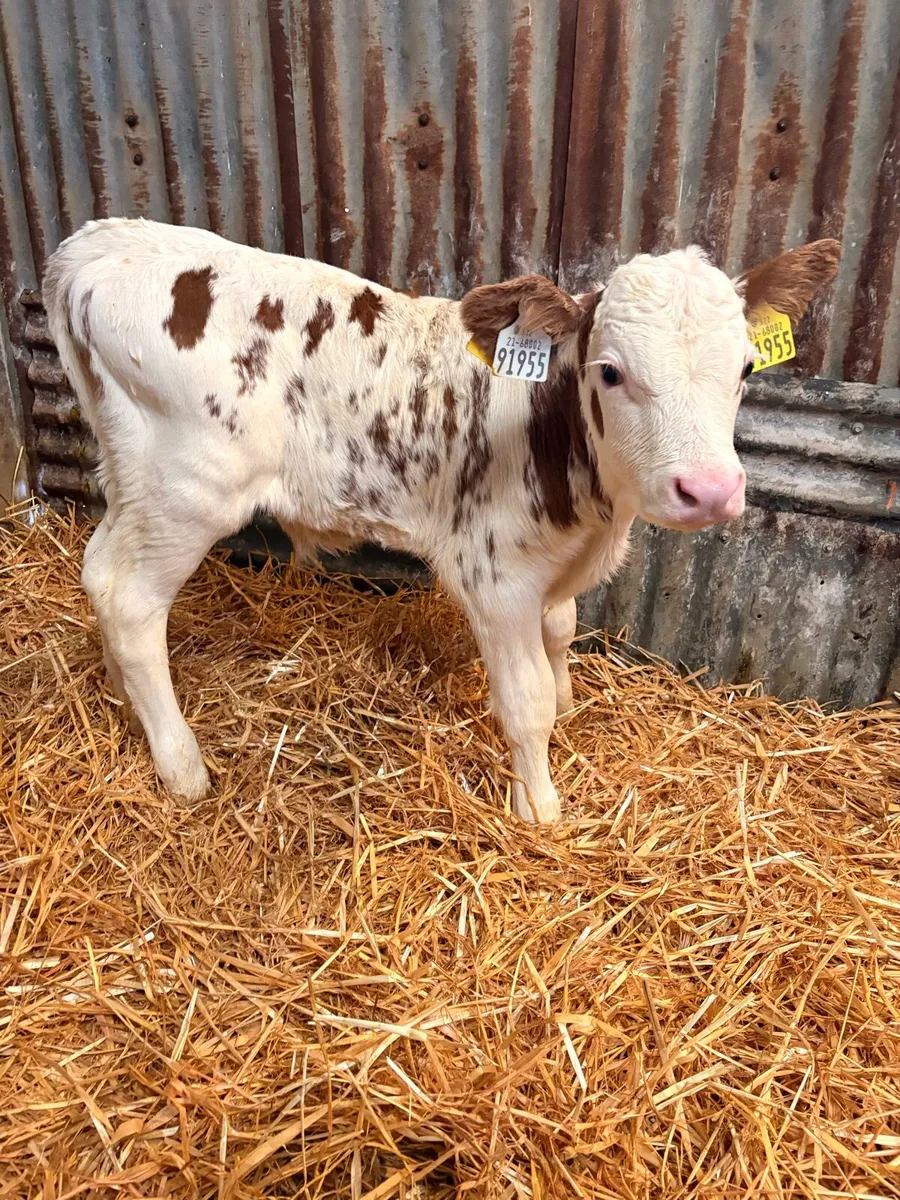 PBNR BULL CALF - Image 2