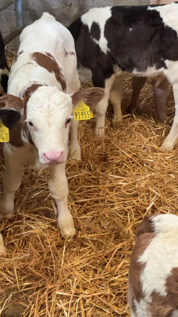 PBNR BULL CALF - Image 3