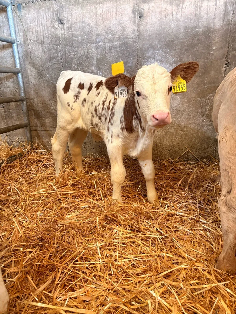 PBNR BULL CALF - Image 4