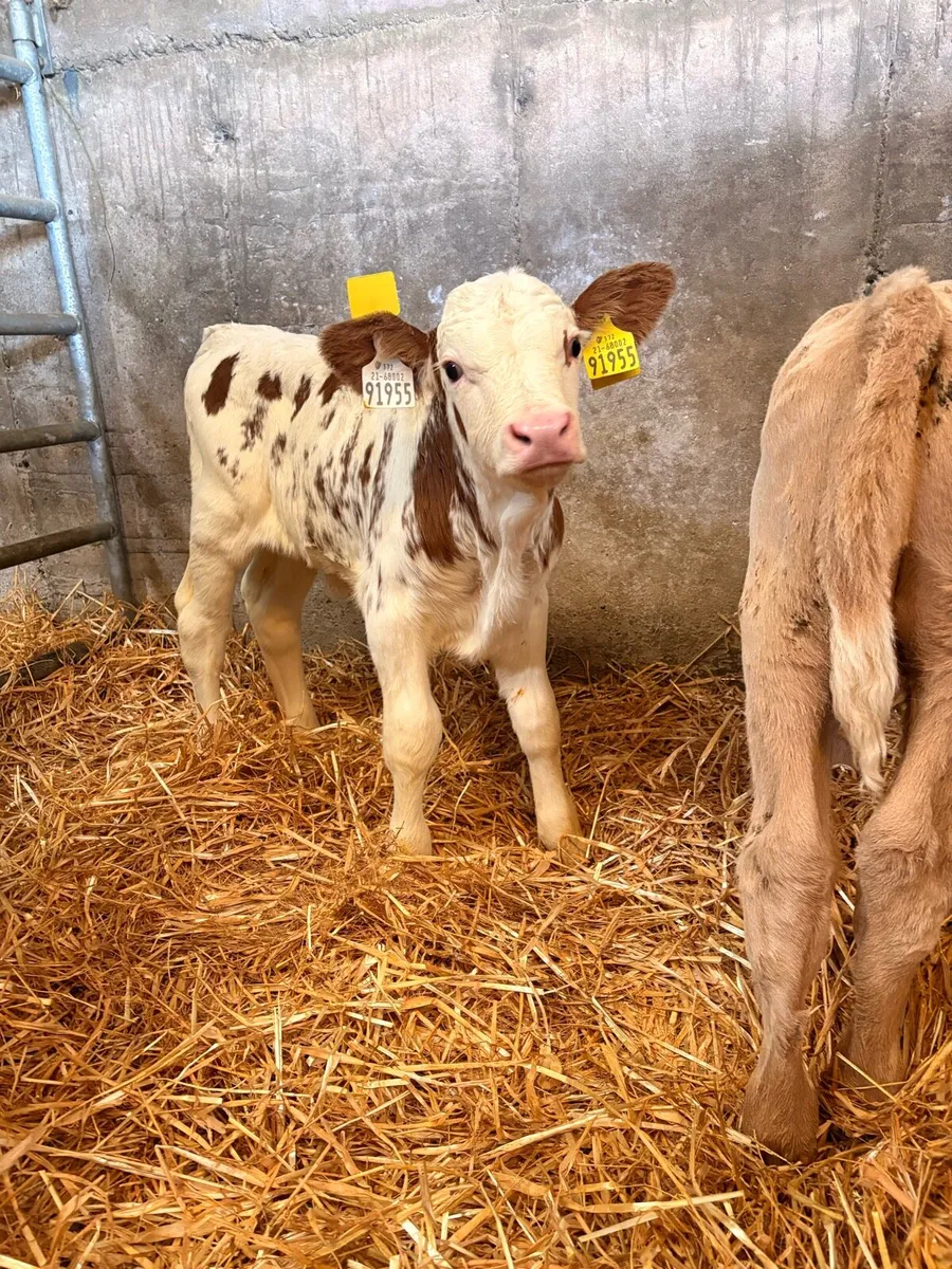 PBNR BULL CALF - Image 1