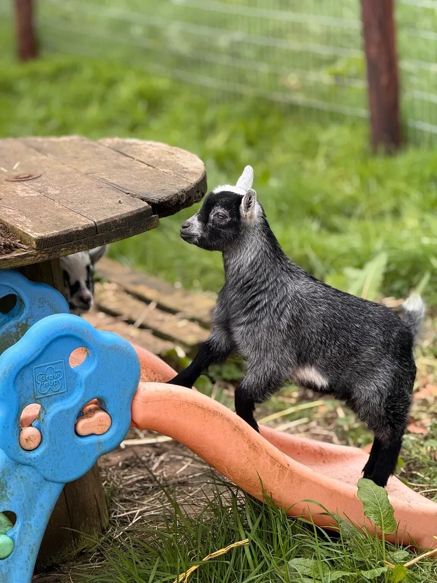 Pedigree Pygmy goats - Image 2