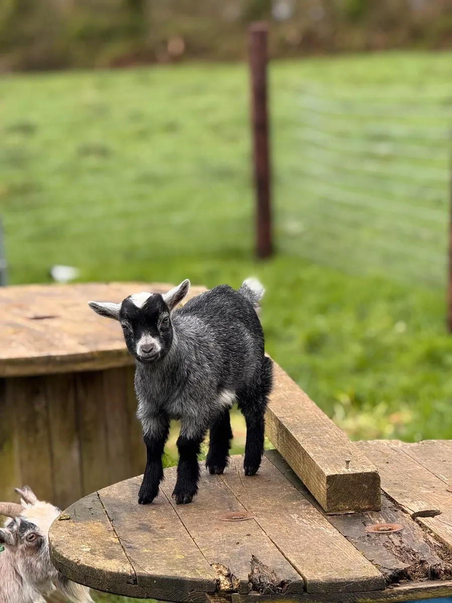 Pedigree Pygmy goats - Image 3
