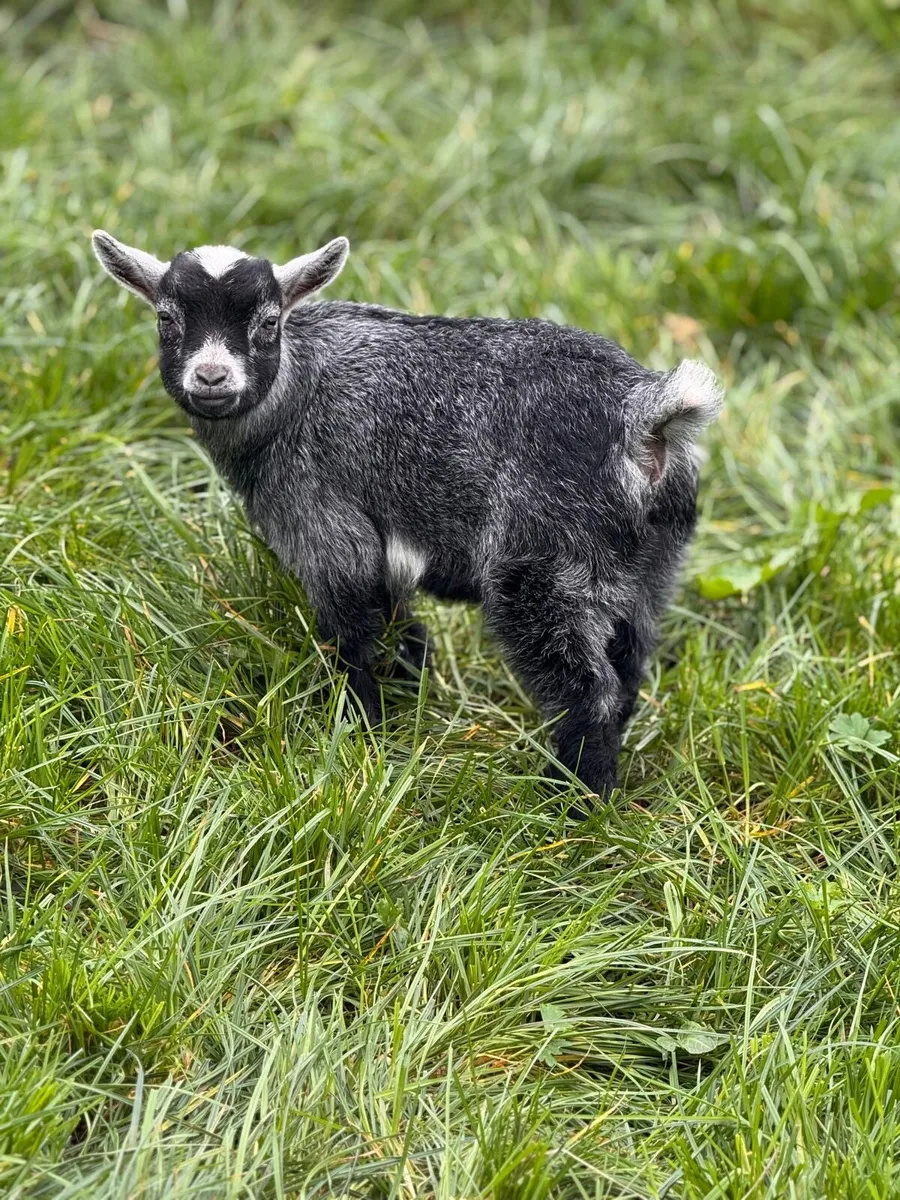 Pedigree Pygmy goats - Image 4