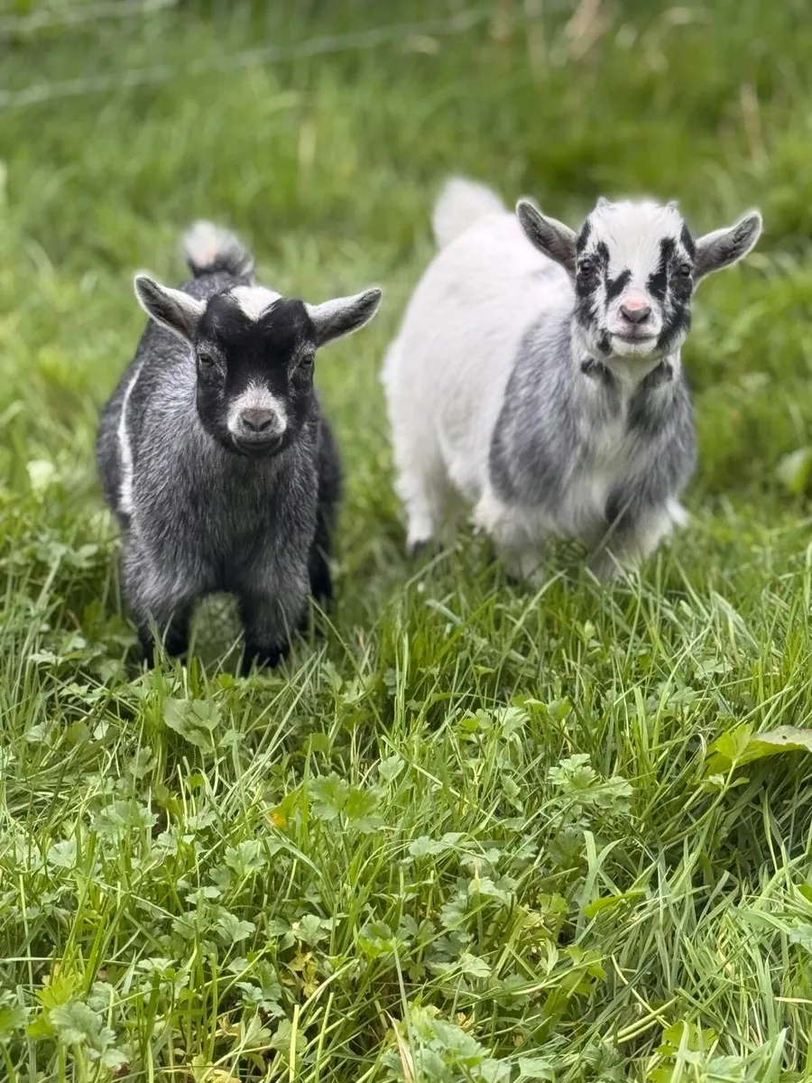 Pedigree Pygmy goats - Image 1