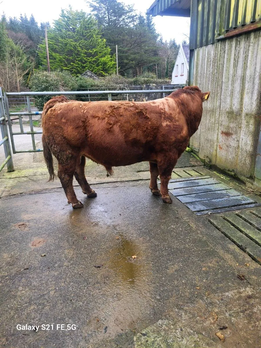 PBR Limousin bull - Image 1