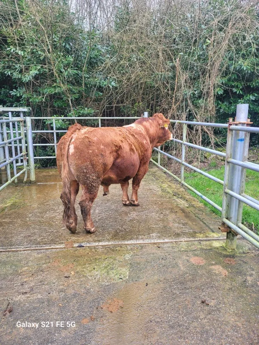 PBR Limousin bull - Image 2