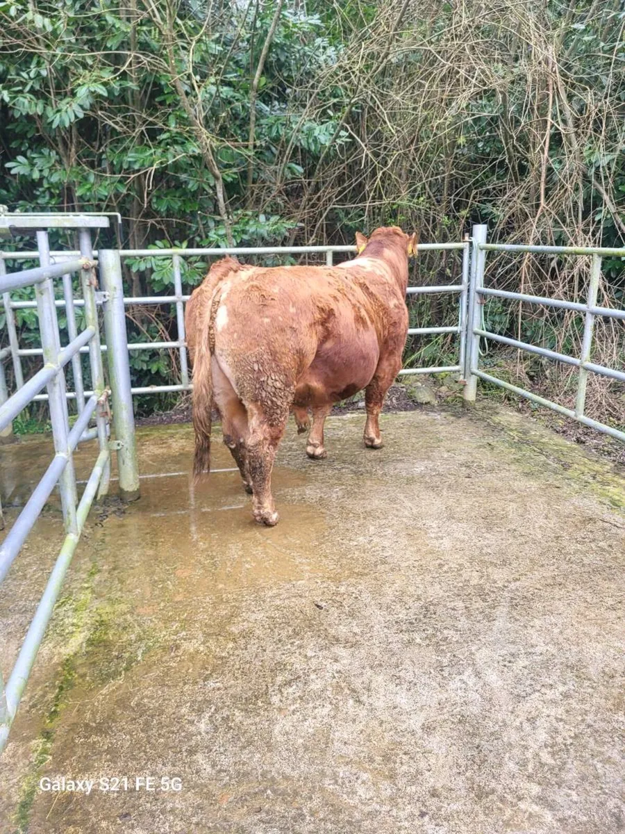 PBR Limousin bull - Image 3