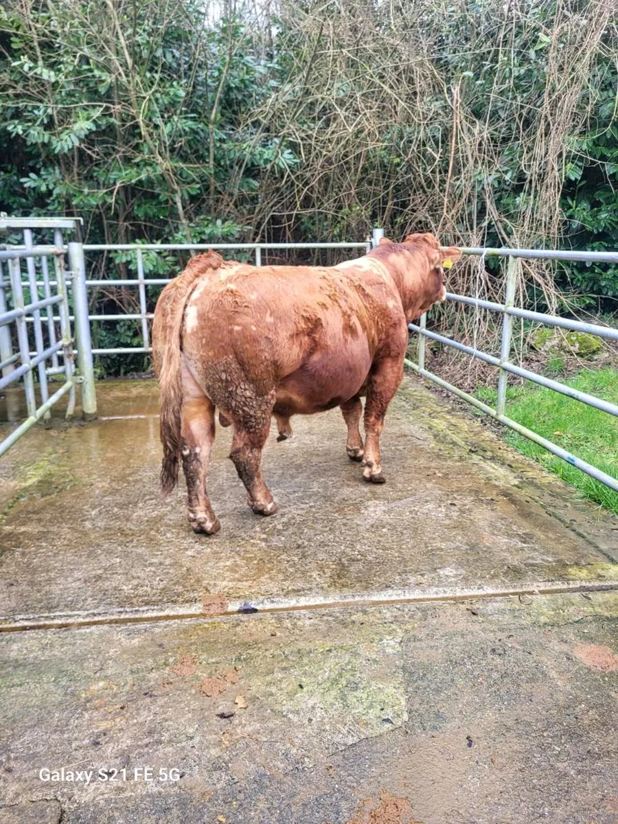 PBR Limousin bull - Image 4