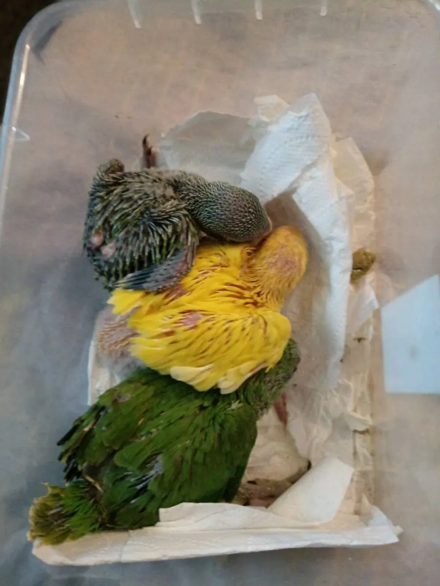 Handreaed ringnecks and conure chick's - Image 1