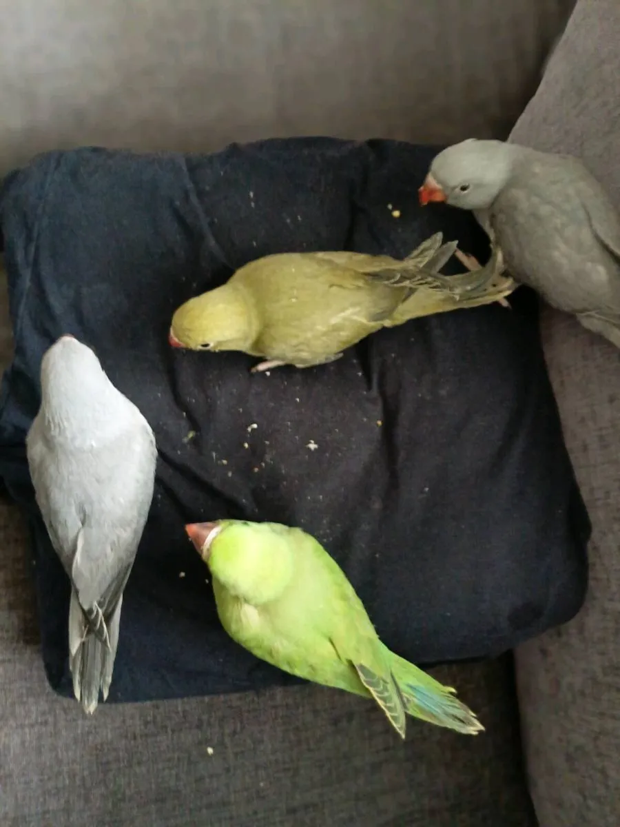Handreaed ringnecks and conure chick's - Image 2