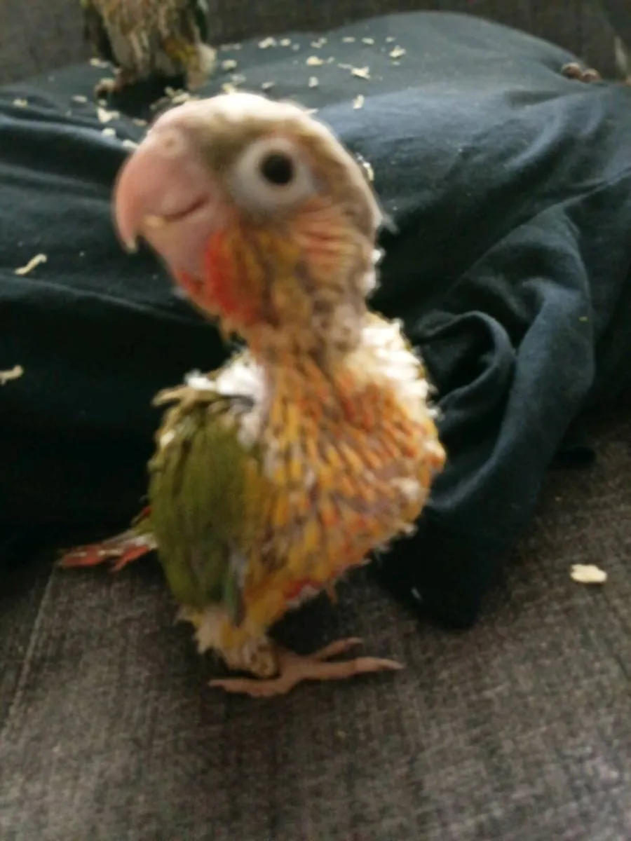 Handreaed ringnecks and conure chick's - Image 3
