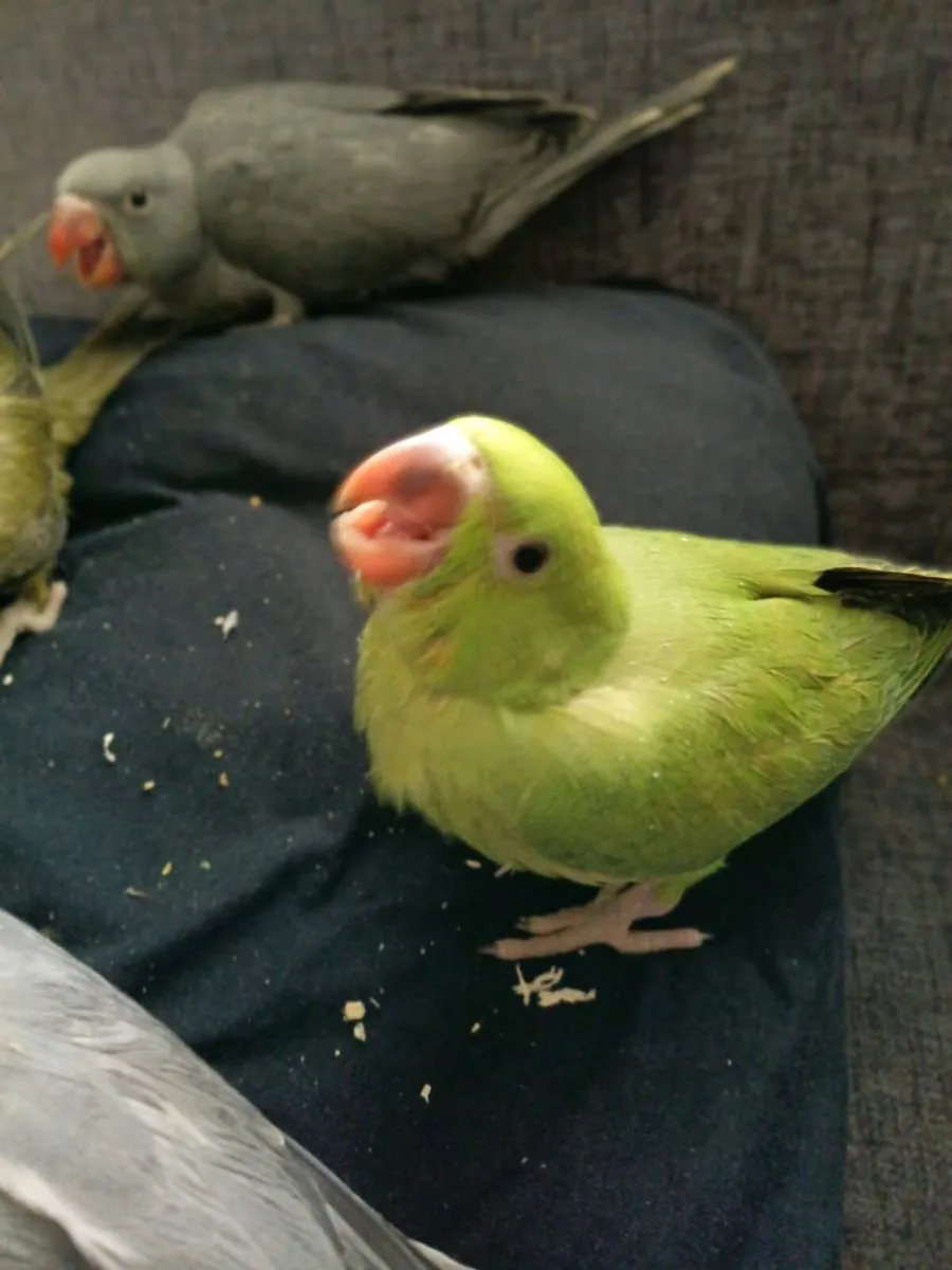 Handreaed ringnecks and conure chick's - Image 4