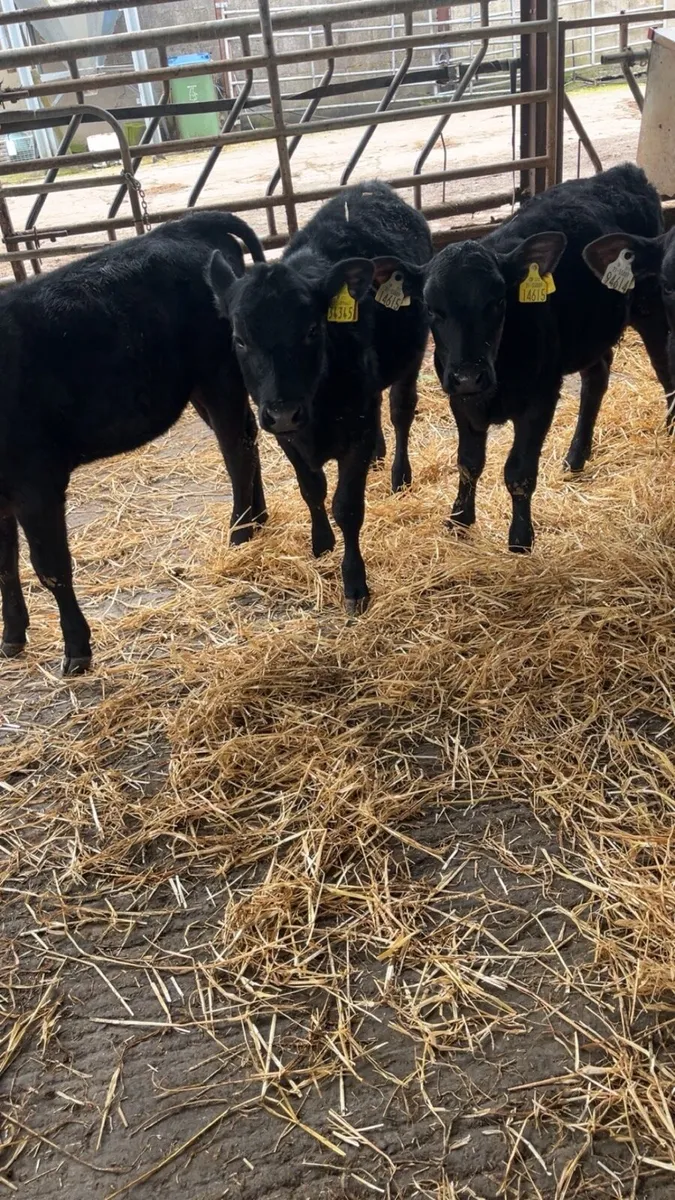 Angus heifer calves - Image 3