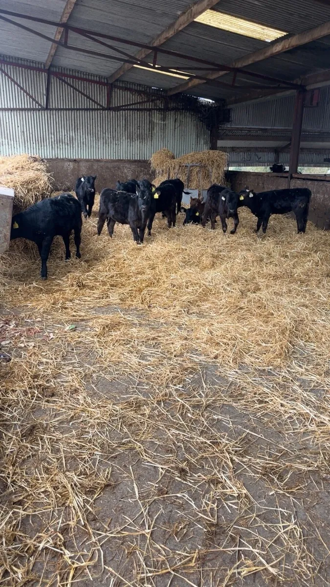 Angus heifer calves - Image 4