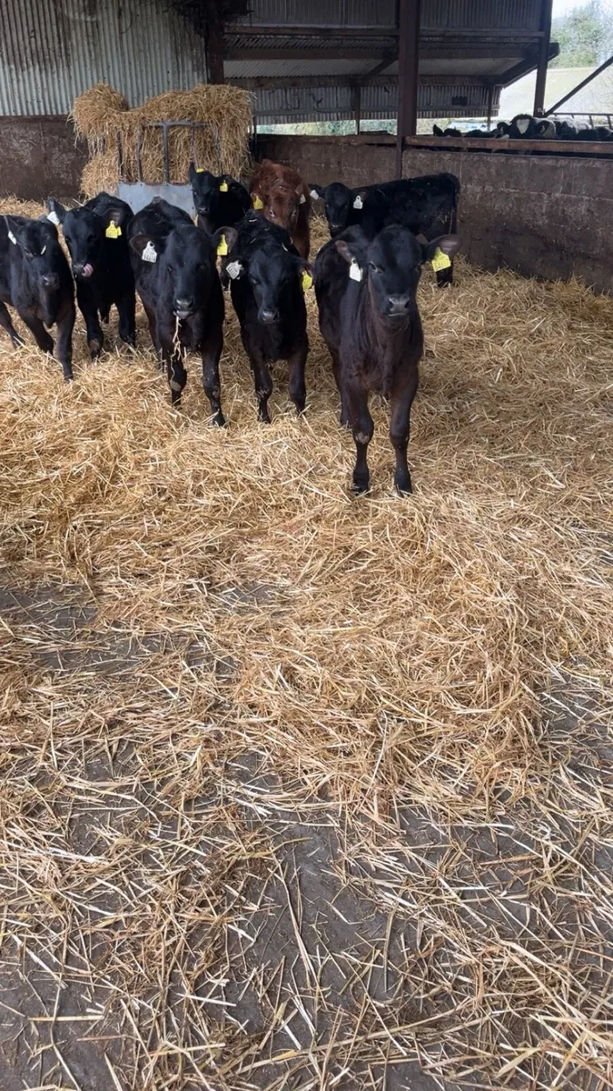 Angus heifer calves - Image 1