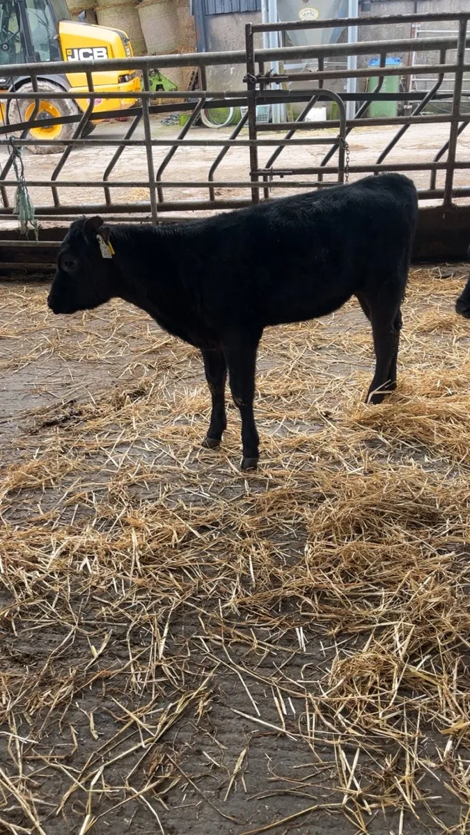 Angus heifer calves - Image 2
