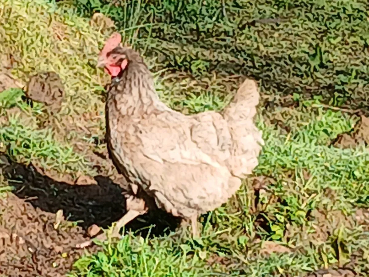 Poultry - Image 3