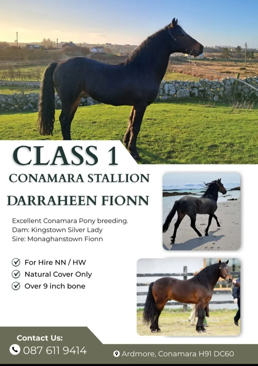 class1 connemara stallion  at stud - Image 1