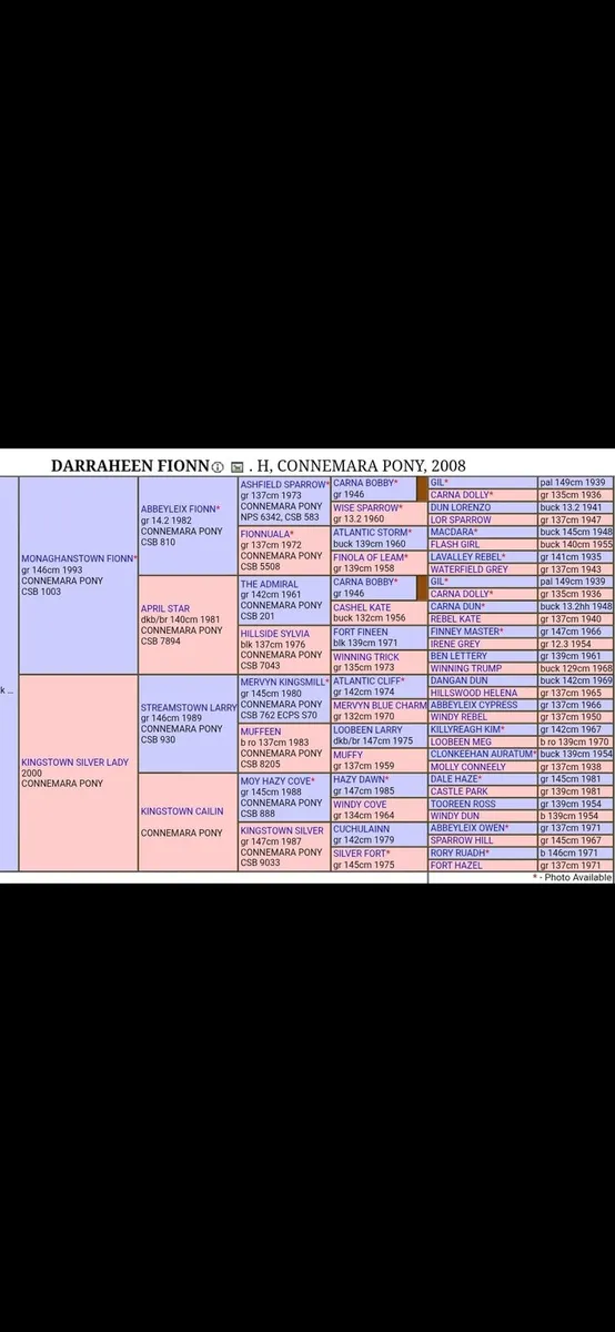 class1 connemara stallion  at stud - Image 2